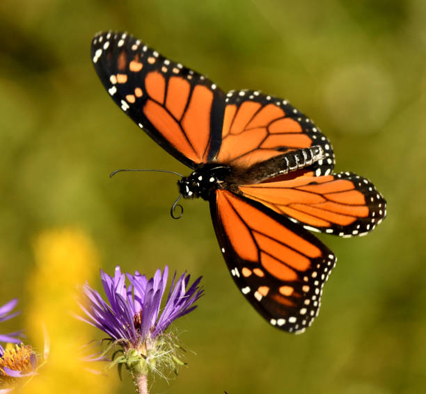 istock Monarch Butterfly Flying on Aster Wildflowers 1139496439