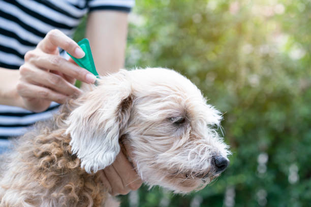 prevenzione delle zecche e delle pulci per un cane - flea foto e immagini stock