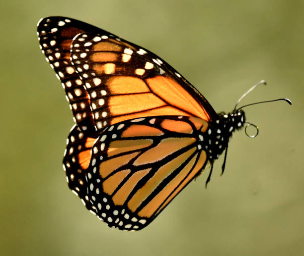 istock Monarch Butterfly Flying on Aster Wildflowers 1139496477