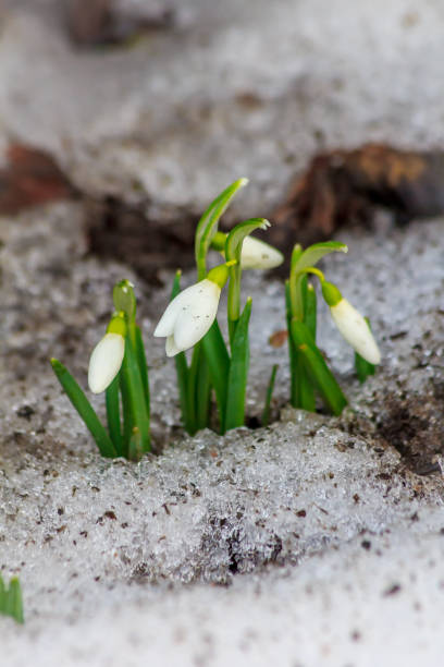 istock The first snowdrops stick out from under the snow. The first spring flowers. . Warming, melted snow. Beautiful white flowers. Snowdrops 1139496571