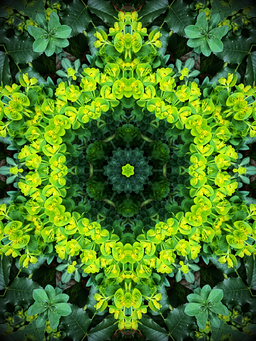 Kaleidoscope pattern with   Euphorbia myrsinitis blooming in springtime.