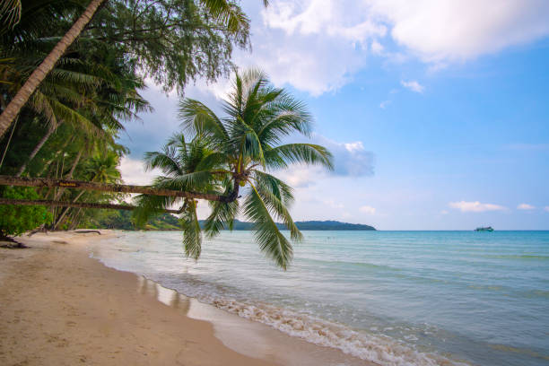 istock Palm trees, beautiful beaches on Koh Kood, Thailand 1139496971