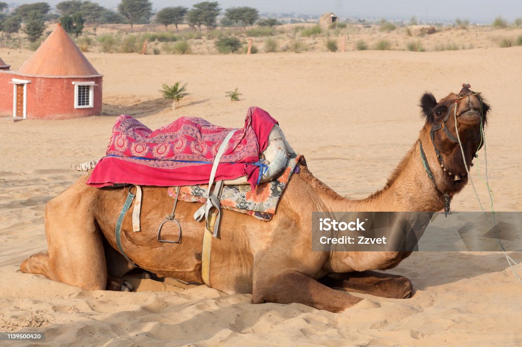 Dromedary Camel In Tahr Desert In Rajasthan India Stock Photo - Download  Image Now - Adventure, Agricultural Fair, Animal - iStock