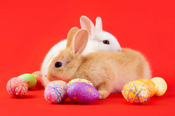 istock Happy easter eggs collection, Cute White rabbit bunny and brown rabbit bunny in basket and eggs paint red background. 1139500721