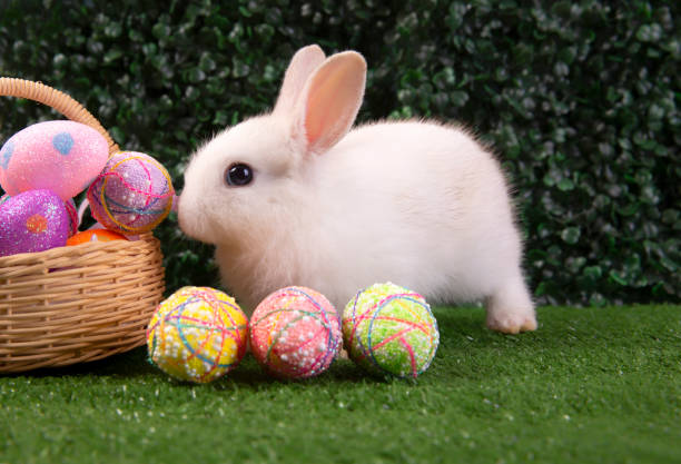 Happy easter eggs collection, Cute White rabbit bunny with basket eggs paint