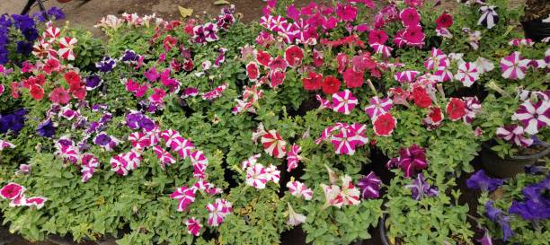 istock Plant and flowers in garden 1139501059