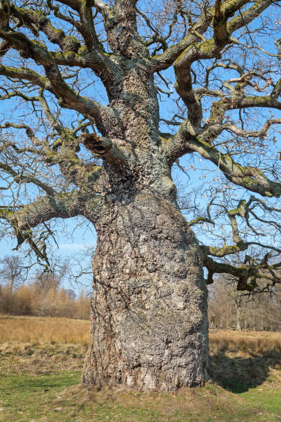 solitare oak tree - solitare imagens e fotografias de stock