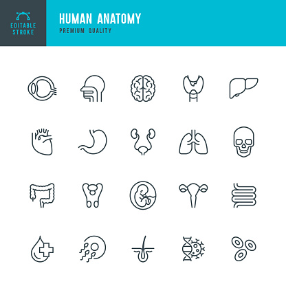 Set of 20 Human body anatomy line vector icons. Head, Skull, Brain, Heart, Liver, Eye, Stomach, Lungs, Spine, Lips, Ear, Nose and so on