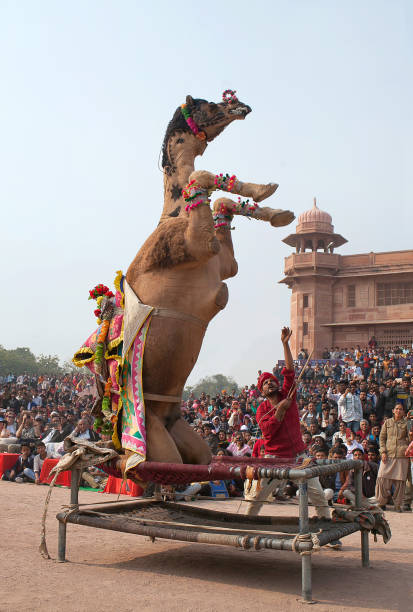 인도 라자 스 탄 축제에서 낙 타 춤 - pushkar camel fair 뉴스 사진 이미지