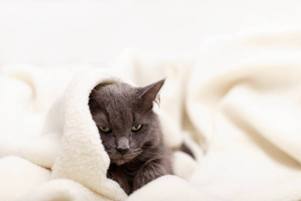 istock Beautiful gray fluffy cat sleeping on the couch. 1139503464