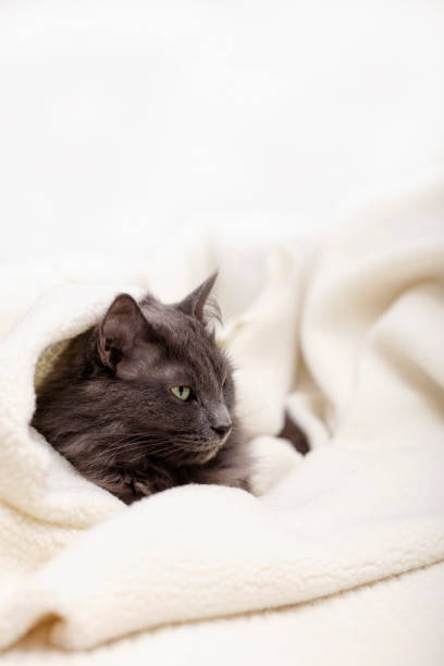 istock Beautiful gray fluffy cat sleeping on the couch. 1139503483