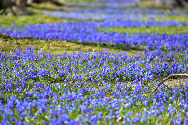 istock blue alley in gdynia 1139503525