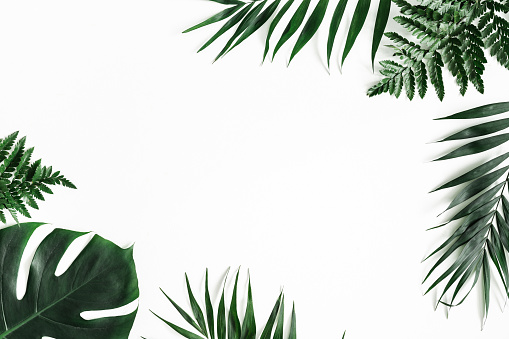 Summer composition. Tropical palm leaves on white background. Summer concept. Flat lay, top view, copy space