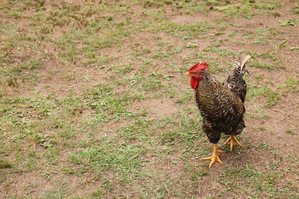 istock Free range chicken pic. Organic farming concept image. 1139503573