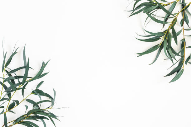 istock Eucalyptus leaves on white background. Frame made of eucalyptus branches. Flat lay, top view 1139503882