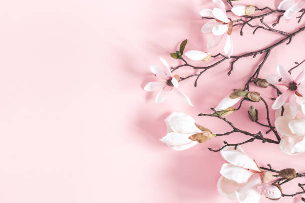 istock Flowers composition. Magnolia flowers on pastel pink background. Flat lay, top view, copy space 1139504104