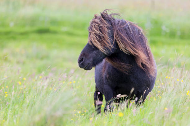Single Shetland Pony with long hair standing in the wind on short grass stock photo