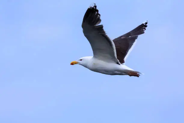Lesser Black-back Gull gliding on the wind along a cliff on the Shetland Islands