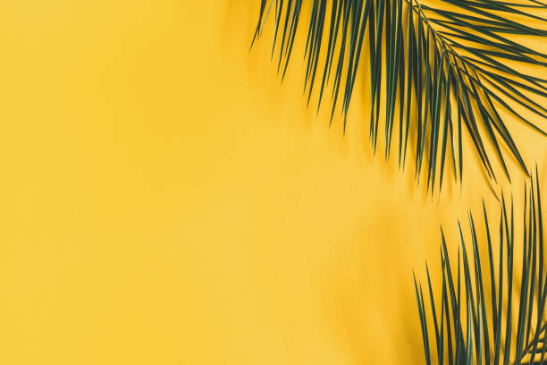 istock Summer composition. Tropical palm leaves on yellow background. Summer concept. Flat lay, top view, copy space 1139504807