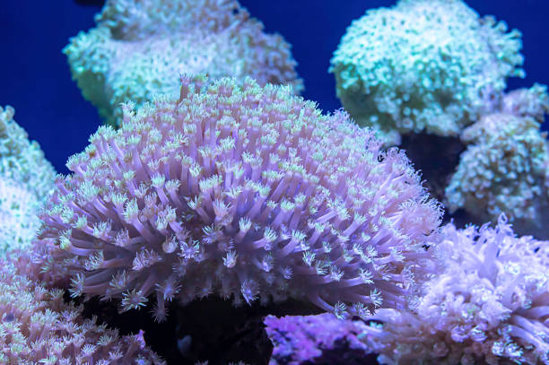 istock Colorful corals under the sea in Thailand. 1139504965