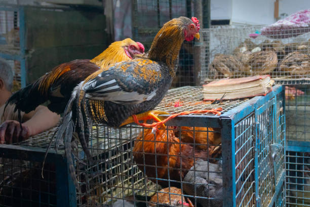 Roosters for sale at old Delhi market. A rooster, also known as cock, is a male gallinaceous bird - an adult male chicken - Gallus gallus domesticus. It is very popular Indian chicken dish.
