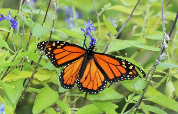 istock Monarch Butterfly on Blue Salvia Flowers 1139506608