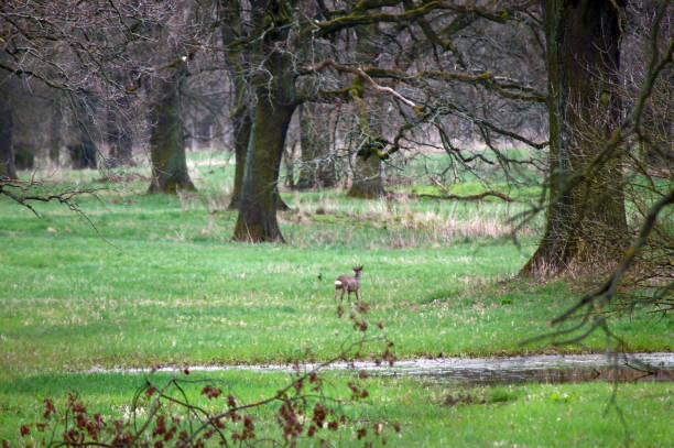 istock Hor in a Moorland Landscape 1139506925