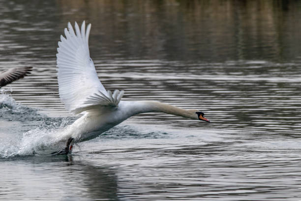 istock Angry aggressive mute swan  (Cygnus olor) chasing greylag geese (anser anser) 1139507123