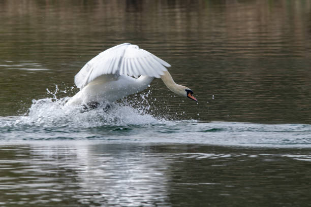 istock Angry aggressive mute swan  (Cygnus olor) chasing greylag geese (anser anser) 1139507156