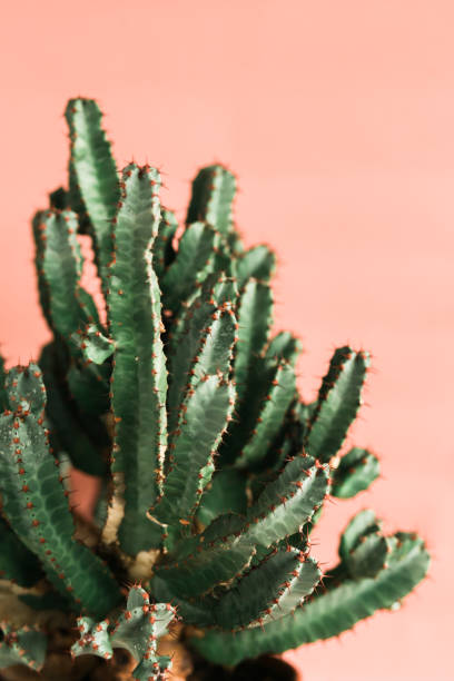 istock Green cactus on orange background natural light 1139508337