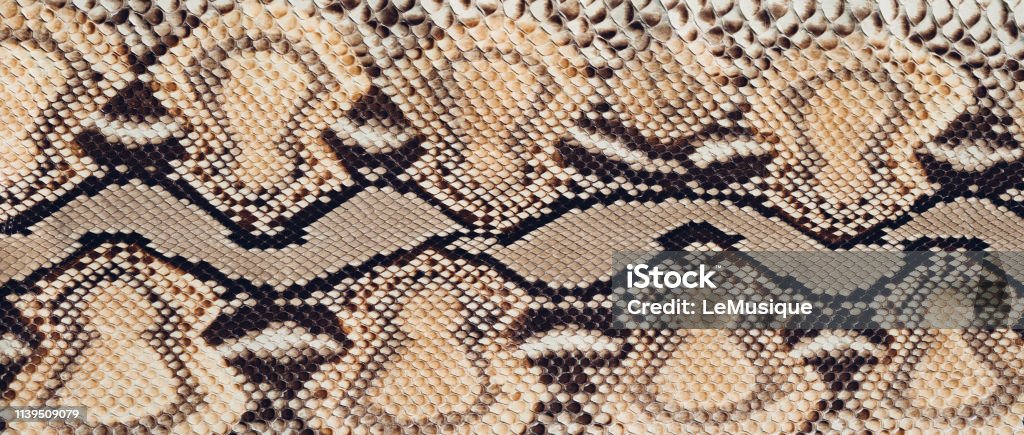 Python Skin Texture Stock Photo - Download Image Now - Abstract, Animal ...