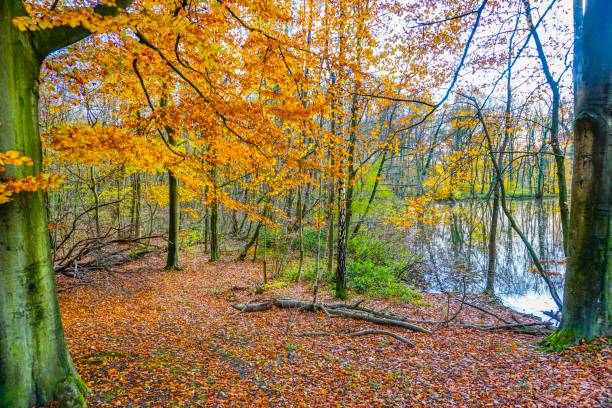 istock Leaves and trees at autumn in Germany 1139509331
