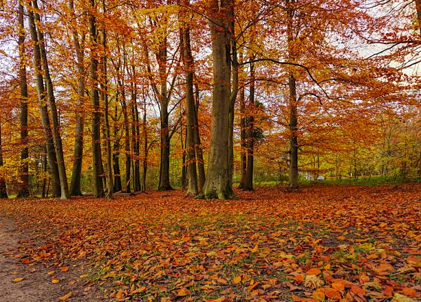 istock Leaves and trees at autumn in Germany 1139509379