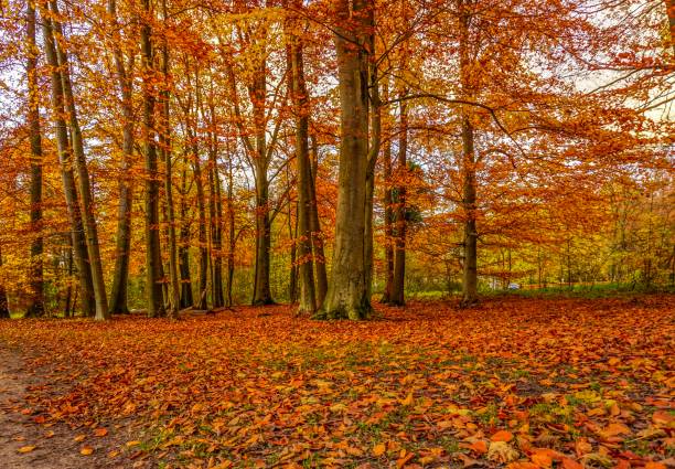 istock Leaves and trees at autumn in Germany 1139509411