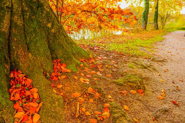 The autumn season transforms the lush, leafy foliage of trees not only into different colors, but also into simpler shapes, where the branches and trunk of the tree, its main frameworks, emerge. Preparing for the bare structure of winter. Here's Turin's main public park of Valentino, along the river Po.