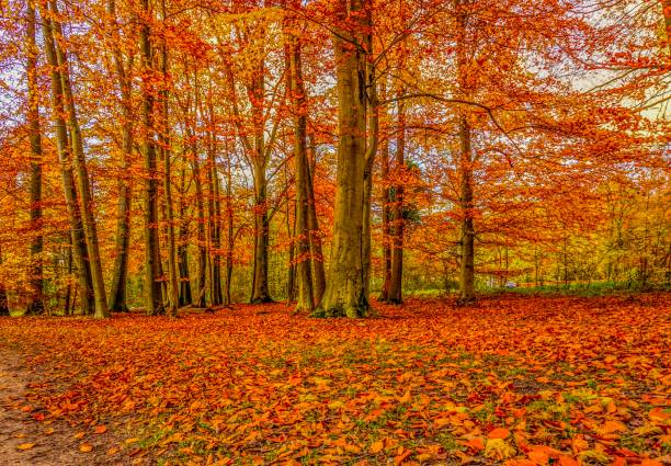 istock Leaves and trees at autumn in Germany 1139509521