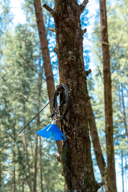 istock Electric light loosely tied to a tree 1139509525