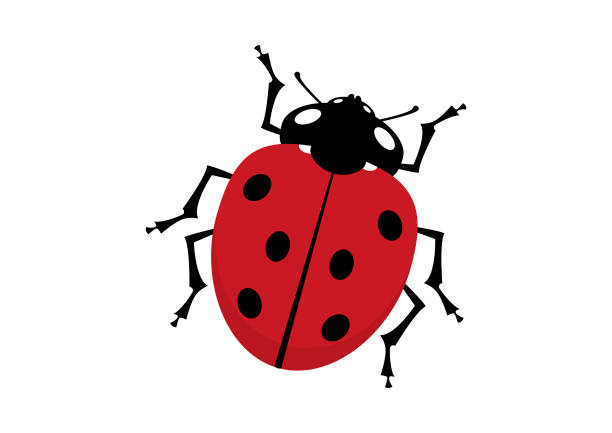 illustrazioni stock, clip art, cartoni animati e icone di tendenza di vettore realistico dell'icona della coccinella - ladybug