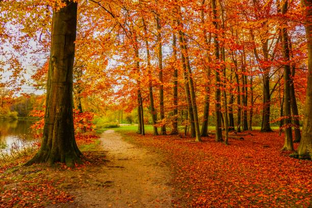 istock Leaves and trees at autumn in Germany 1139510174