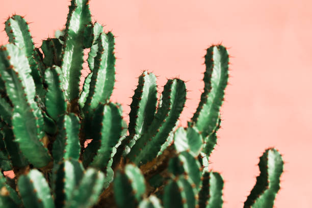 istock Green cactus on orange background natural light 1139510223