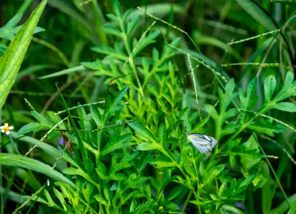 Photo of Veined white butterfly on a bush in Thailand