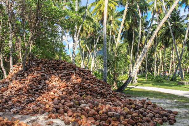 istock coconut oil production, coconuts near palm trees 1139510240