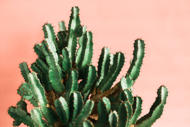 istock Green cactus on orange background natural light 1139510251