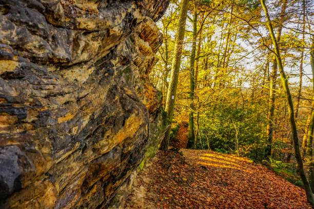 istock Leaves and trees at autumn in Germany 1139510258