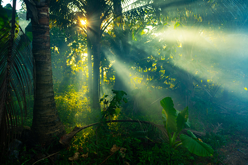 Sunrays through mist in a rainforest in Thailand.