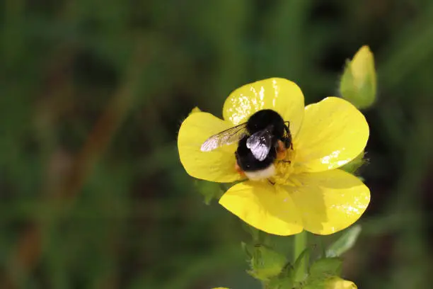 bumblebee in yellow flower