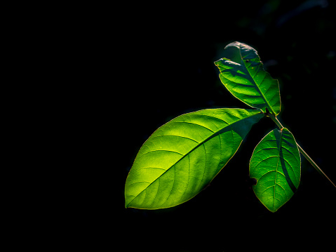 Back lit tropical leaves in Thailand.