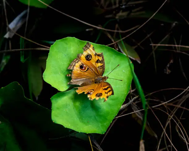 Photo of Brown butterfly with damaged wings on a bush in Thailand