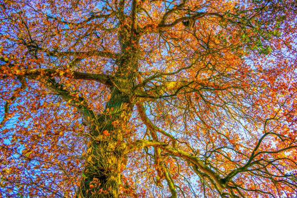 Picture shows leaves and trees at autumn in Germany.