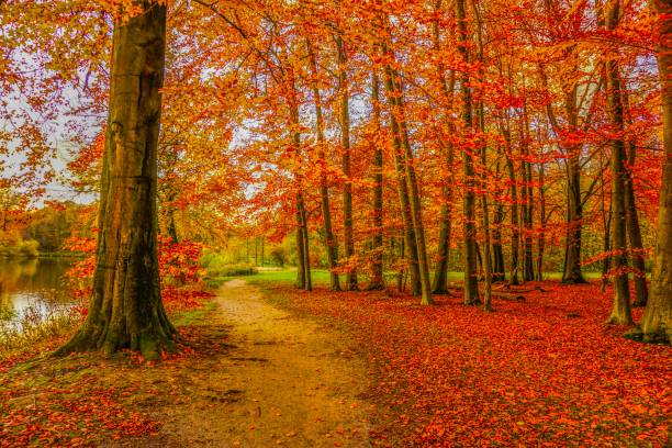 istock Leaves and trees at autumn in Germany 1139512102